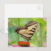 Carte Postale Monde Swallowtail (Devant / Derrière)