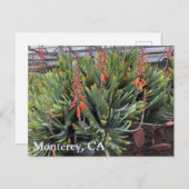 Carte postale Moneterey Fan Aloe Plicatilis (Devant / Derrière)