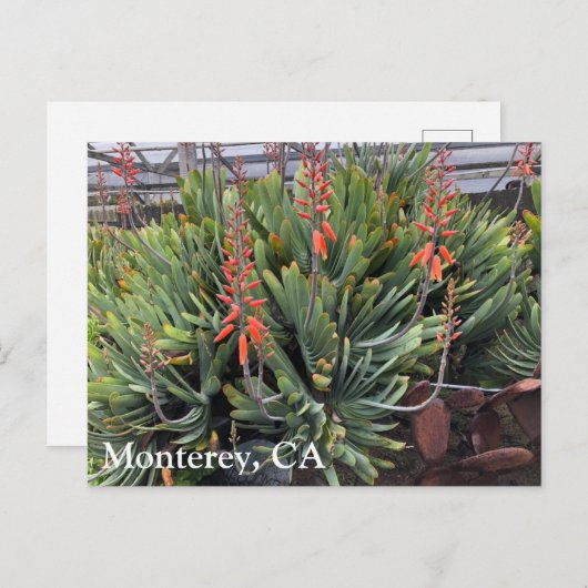 Carte postale Moneterey Fan Aloe Plicatilis (Devant / Derrière)