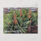 Carte postale Moneterey Fan Aloe Plicatilis (Devant)