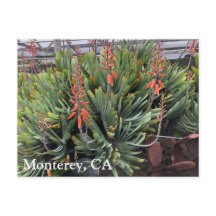 Carte postale Moneterey Fan Aloe Plicatilis