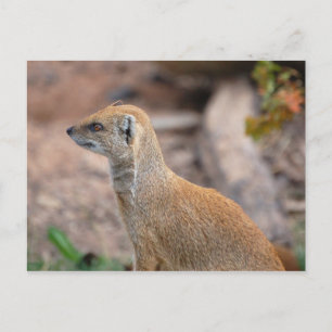 Carte Postale Mongogne jaune