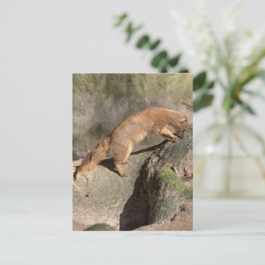 Carte Postale Mongogne jaune (Debout devant)