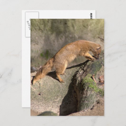 Carte Postale Mongogne jaune (Devant / Derrière)