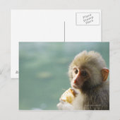 Carte Postale Monkey (Devant / Derrière)