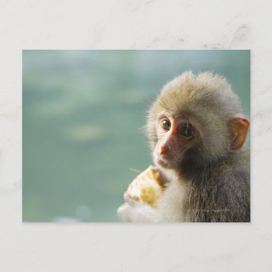 Carte Postale Monkey (Devant)