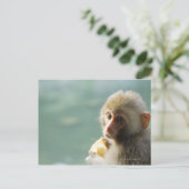 Carte Postale Monkey (Debout devant)