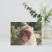Carte Postale monkey (Debout devant)