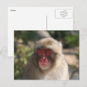 Carte Postale monkey (Devant / Derrière)