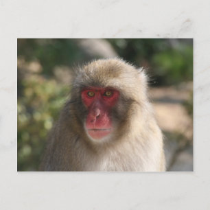 Carte Postale monkey