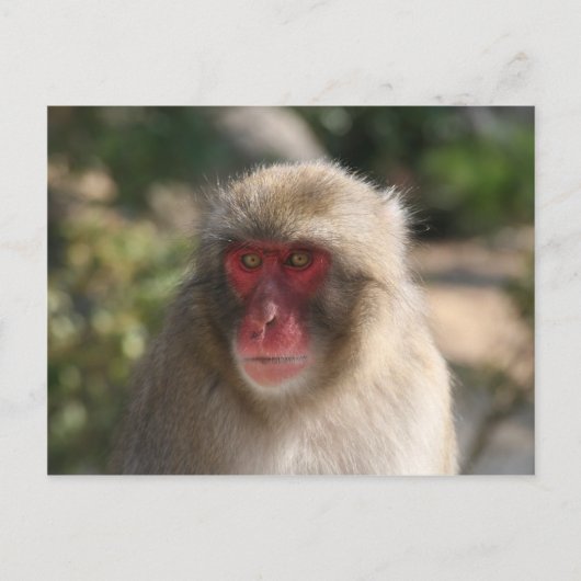 Carte Postale monkey (Devant)
