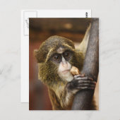 Carte Postale Monkey (Devant / Derrière)