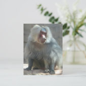 Carte Postale Monkey (Debout devant)