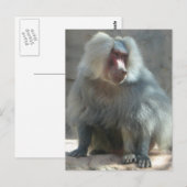 Carte Postale Monkey (Devant / Derrière)