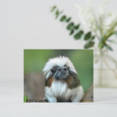 Carte postale Monkey (Debout devant)