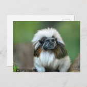 Carte postale Monkey (Devant / Derrière)