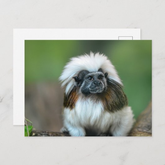 Carte postale Monkey (Devant / Derrière)