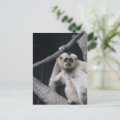 Carte Postale Monkey (Debout devant)