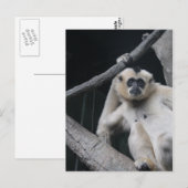 Carte Postale Monkey (Devant / Derrière)
