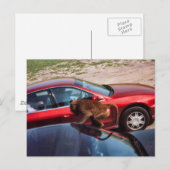 Carte Postale Monkey Business (Devant / Derrière)