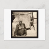 Carte Postale Monkey Business (Devant)