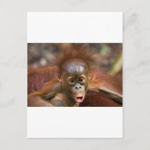 Carte Postale Monkey business 1