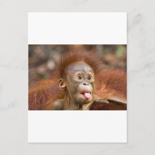 Carte Postale Monkey business 2 (Devant)