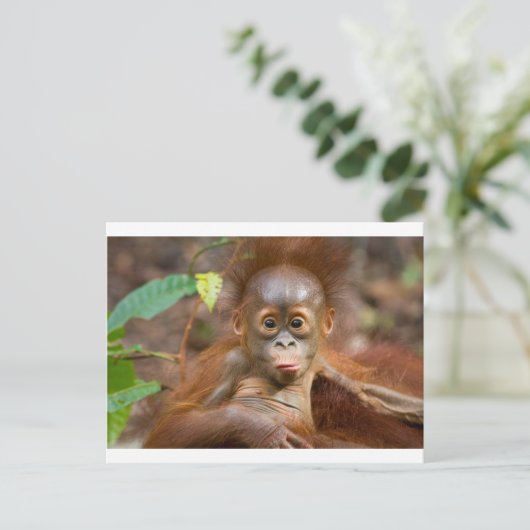 Carte Postale Monkey business 3 (Debout devant)