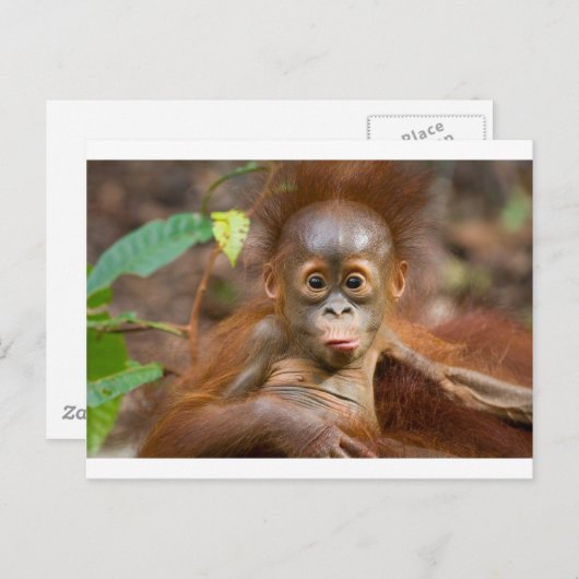 Carte Postale Monkey business 3 (Devant / Derrière)