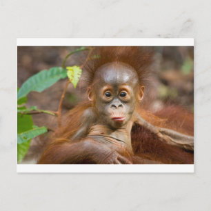 Carte Postale Monkey business 3