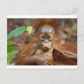 Carte Postale Monkey business 3 (Devant)