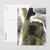 Carte Postale Monkey Greeter (Devant / Derrière)