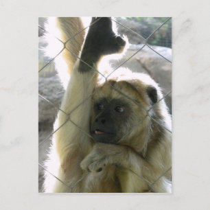 Carte Postale Monkey Greeter