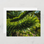 Carte Postale Monkey Puzzle Tree - Photographie d'arbre (Devant / Derrière)