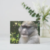 Carte postale Monkey See, Monkey Do (Debout devant)
