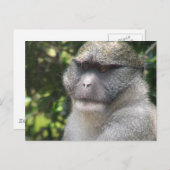 Carte postale Monkey See, Monkey Do (Devant / Derrière)
