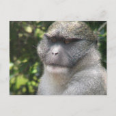 Carte postale Monkey See, Monkey Do (Devant)
