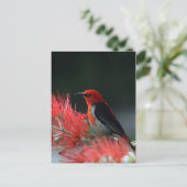 Carte Postale Monnaie de Scarlet (Debout devant)