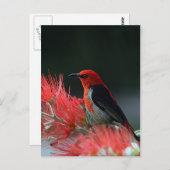 Carte Postale Monnaie de Scarlet (Devant / Derrière)