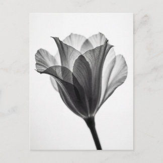 Carte Postale Monochrome botanical fine art photograph
