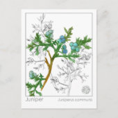 Carte Postale Monographie de Juniper Materia Medica Étude sur le (Devant)