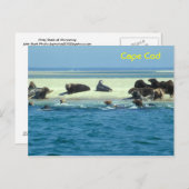 Carte Postale Monomie des phoques gris, Cape Cod (Devant / Derrière)