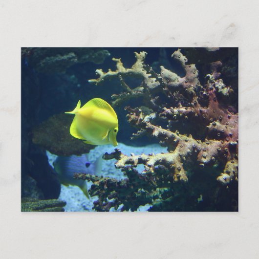 Carte Postale Monsieur Fishy! (Devant)