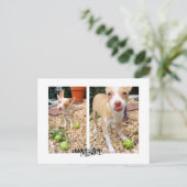 Carte Postale Monsieur Les Aime Les Pommes ! (Debout devant)