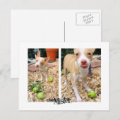 Carte Postale Monsieur Les Aime Les Pommes ! (Devant / Derrière)