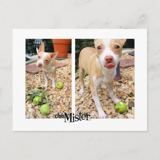 Carte Postale Monsieur Les Aime Les Pommes ! (Devant)