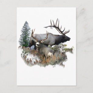 Carte Postale Monster bull trophée buck