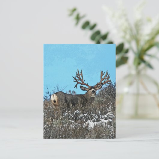 Carte Postale Monster mule deer buck (Debout devant)