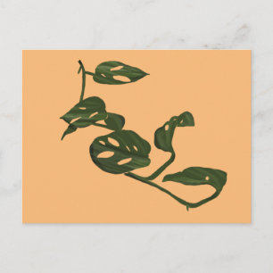 Carte Postale Monstera Adanosii Fromage Plante Illustration Vert