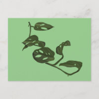 Monstera Adanosii Fromage Plante Illustration Vert